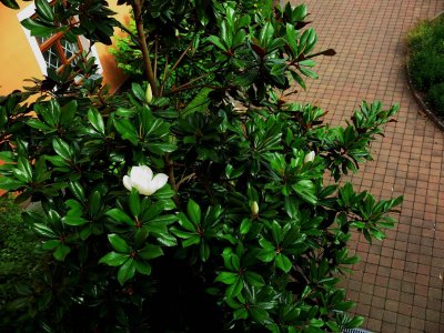 Magnolia grandiflora 'DD Blanchard' - šácholán velkokvětý